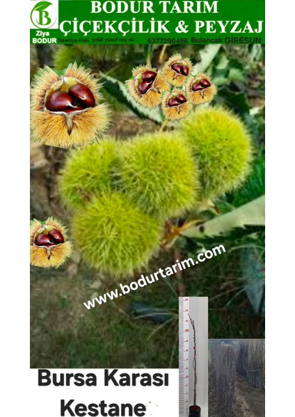 Bulancak 2 Yaşında Yarı Bodur Aşılı Tüplü Topraklı Bursa Karası Kestane Meyve Fidanı
