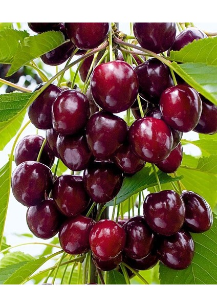 3 Yaşında Kalın Gövdeli Napolyon Kiraz Fidanı Boy 2 Metre Üstü