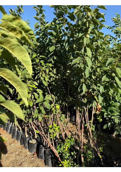 3 Yaşında Kalın Gövdeli Napolyon Kiraz Fidanı Boy 2 Metre Üstü fiyatları