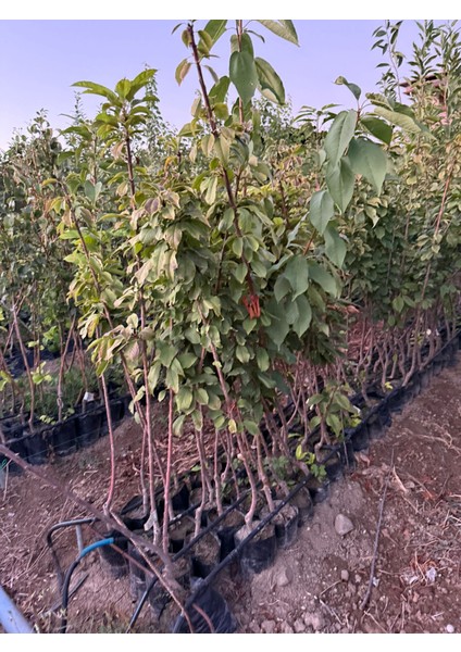 Saksıda 3 Yaşında Kalın Gövdeli Gemlik Zeytin Fidanı 1.5 - 1.7 Metre Boyunda