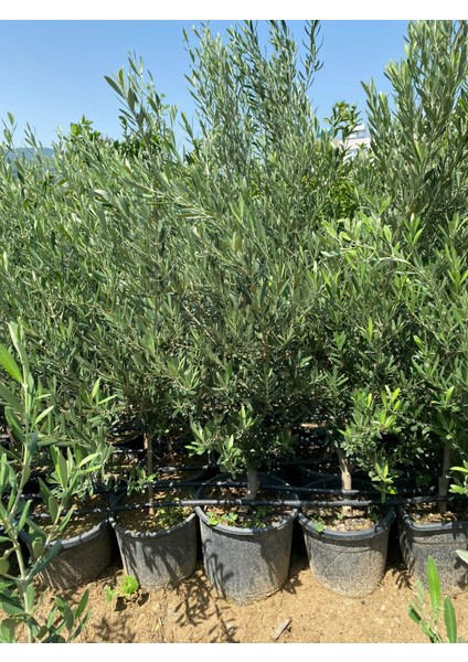 Saksıda 3 Yaşında Kalın Gövdeli Gemlik Zeytin Fidanı 1.5 - 1.7 Metre Boyunda fiyatları