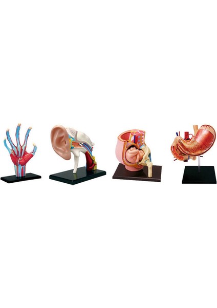 Medical-Gövde Insan Vücudu Modeli Çıkarılabilir Parçalar Eğitim Öğretimi Için Organlar Modeli Çalışma Sınıfı Öğrencileri (Kulak Kanalı) (Yurt Dışından)