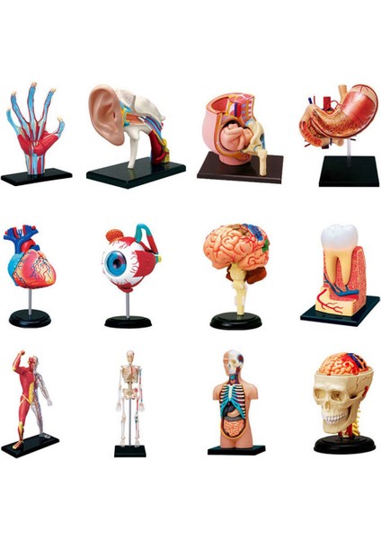 Medical-Gövde Insan Vücudu Modeli Çıkarılabilir Parçalar Eğitim Organları Öğretim Çalışma Sınıfı Öğrencileri Için Model (Gözbebekleri) (Yurt Dışından)