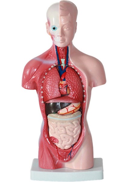Öğrenci Öğretim Çalışması Montajı Için 11 Inç Insan Torso Vücut Modeli Anatomisi Anatomik Iç Organlar (Yurt Dışından)