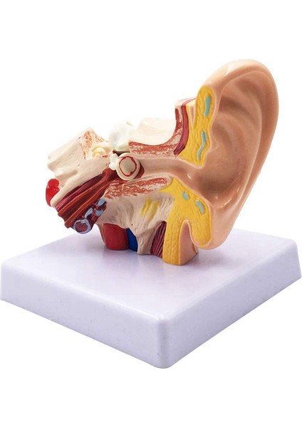 1.5x Insan Kulak Anatomisi Modeli - Eğitim Için Profesyonel Masaüstü Iç Yapı Simülasyonu (Yurt Dışından)