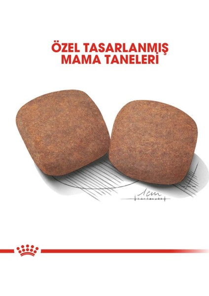 Maxi Dev Irklar Için Yetişkin Köpek Maması 15 Kg