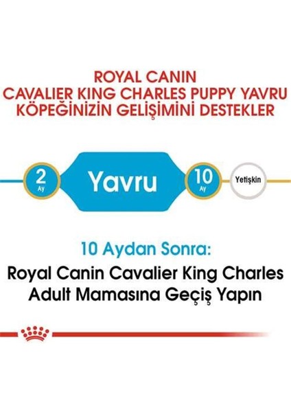 Cavalier King Charles Yavru Köpek Maması 1.5kg