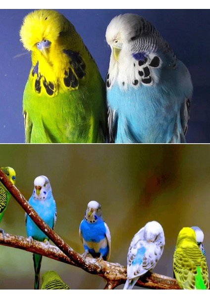 Lüks Premium Karışık 750 Gr Muhabbet Kuşu Yemi - Hediyeli modelleri