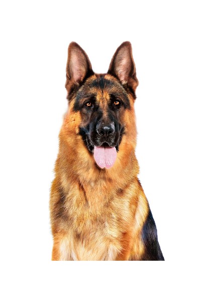 Maxi Adult Can 410 Gr fırsatları