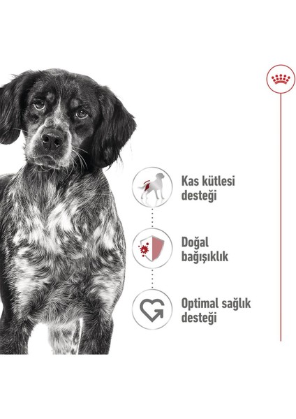 Medium Adult Konserve 3 + 1 Hediye 410 Gr fırsatları