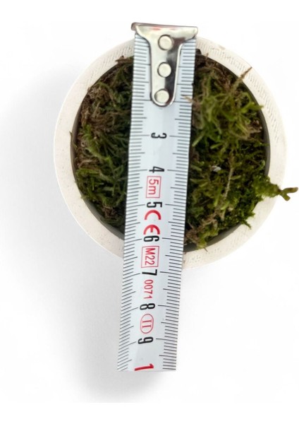 El Yapımı Mini Beton Saksıda 3'lü Yapay Çiçek Aranjman Anneler Günü Sevgililer Günü Hediyelik Eşya fırsatları