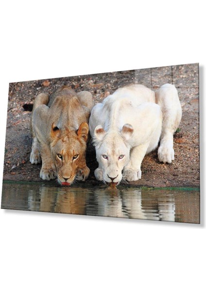 Aslan Cam Tablo 4mm Dayanıklı Temperli Cam