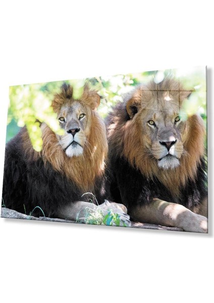 Aslan Cam Tablo 4mm Dayanıklı Temperli Cam