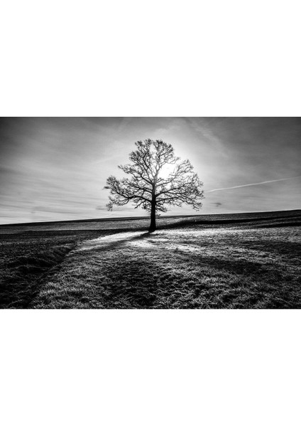 Doğa Cam Tablo 4mm Dayanıklı Temperli Cam fiyatları