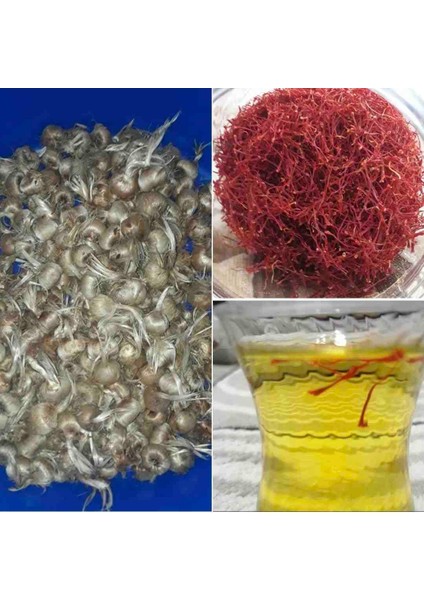 Safran Soğanı