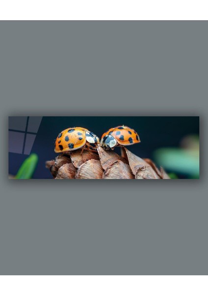 Uğurböcekleri Panoramik Cam Tablo Hediyelik Büyük Tablo Ev Ofis Dekoru