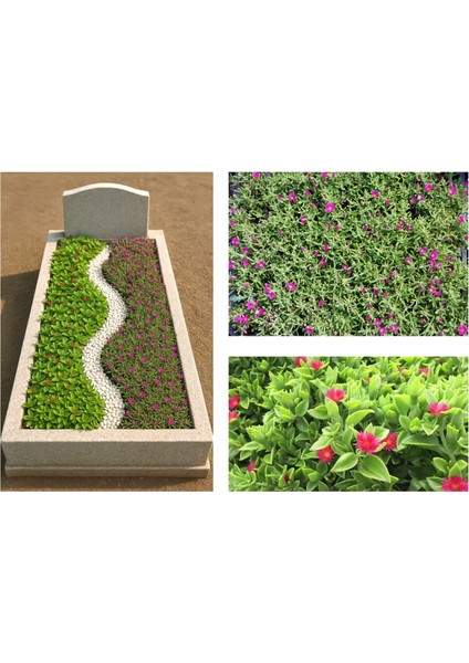Mezar - Kabir Çiçekli Bitki Seti - 90 Adet 2 Çeşit Yer Örtücü Bit