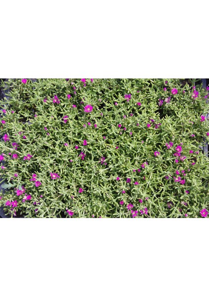 Mezar - Kabir Çiçekli Bitki Seti - 90 Adet 2 Çeşit Yer Örtücü Bit modelleri