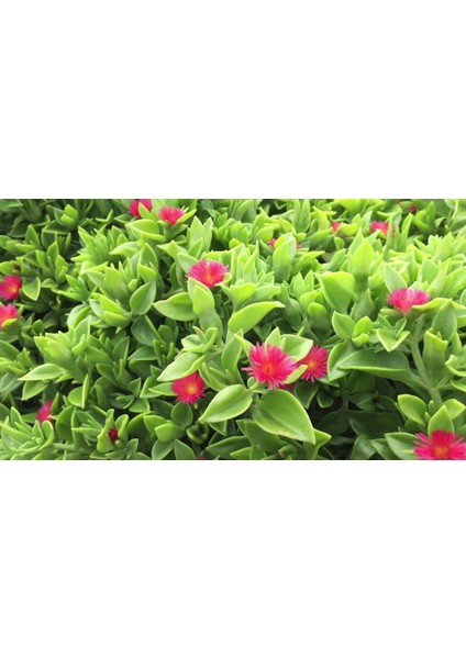 Mezar - Kabir Çiçekli Bitki Seti - 90 Adet 2 Çeşit Yer Örtücü Bit fırsatları