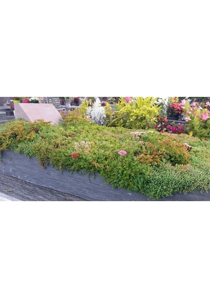 Mezar - Kabir Sedum Bitki Seti - 90 Adet 2 Çeşit Kurakçıl Bitki fiyatları