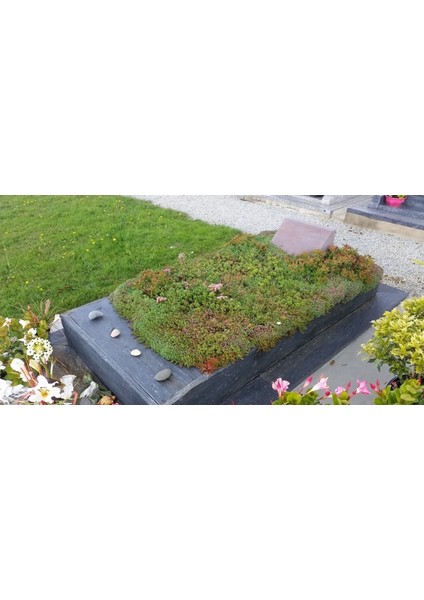 Mezar - Kabir Sedum Bitki Seti - 90 Adet 2 Çeşit Kurakçıl Bitki modelleri