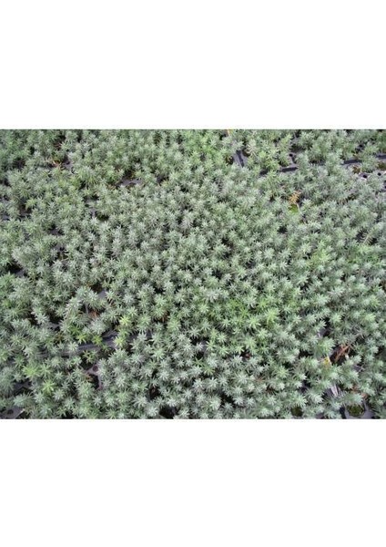 Mezar - Kabir Sedum Bitki Seti - 90 Adet 2 Çeşit Kurakçıl Bitki indirimleri