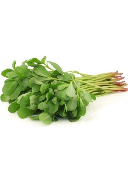 Litaetrend Semizotu Tohumu 10 gr