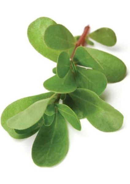 Litaetrend Semizotu Tohumu 10 gr fiyatları