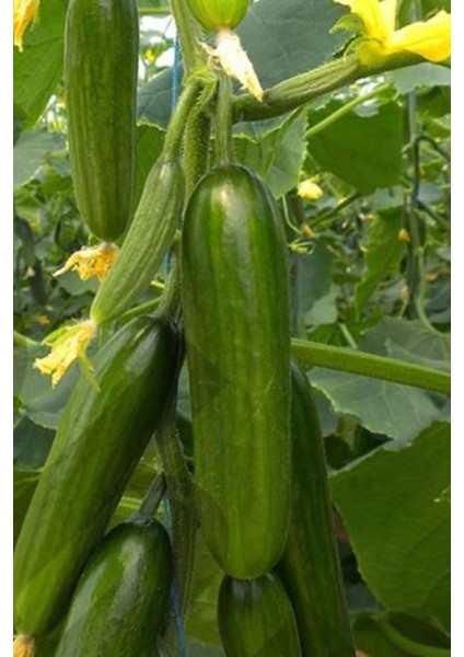 Litaetrend Hıyar Tohumu 20 gr fiyatları