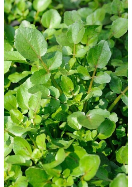 Litaetrend Roka Tohumu 10 gr fiyatları