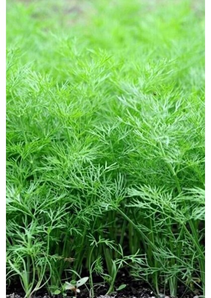 Litaetrend Dere Otu Tohumu 10 gr fiyatları