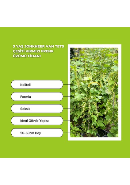 3 Yaş Jonkheer Van Tets Çeşiti Kırmızı Frenk Üzümü Fidanı fiyatları
