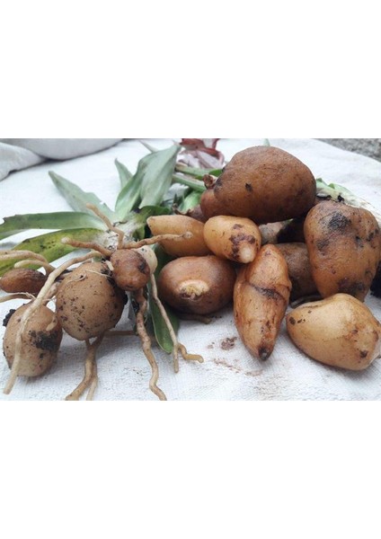 5 Adet Salep Yumrusu Yeni Mahsul Çimlenme Garantili..dikilmeye Hazır...