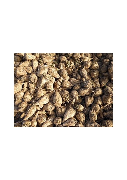 5 Adet Salep Yumrusu Yeni Mahsul Çimlenme Garantili..dikilmeye Hazır... fiyatları