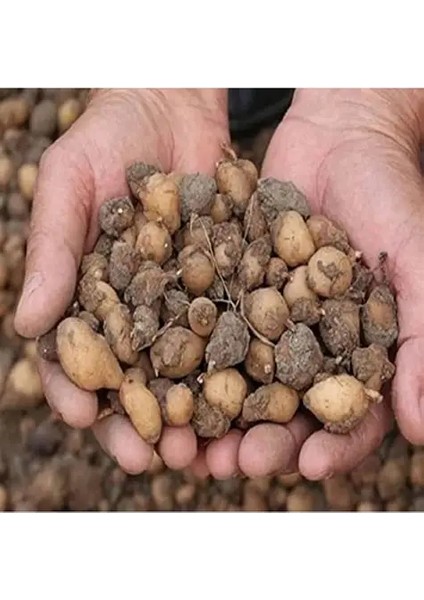 5 Adet Salep Yumrusu Yeni Mahsul Çimlenme Garantili..dikilmeye Hazır... modelleri