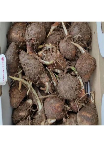 5 Adet Salep Yumrusu Yeni Mahsul Çimlenme Garantili..dikilmeye Hazır... fırsatları