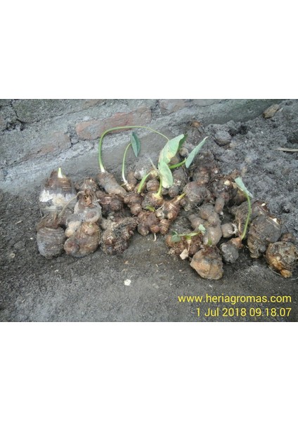 5 Adet Salep Yumrusu Yeni Mahsul Çimlenme Garantili..dikilmeye Hazır... indirimleri