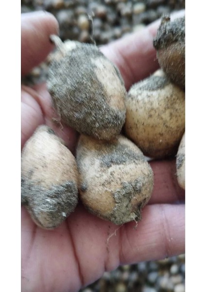 5 Adet Salep Yumrusu Yeni Mahsul Çimlenme Garantili..dikilmeye Hazır... fiyatları