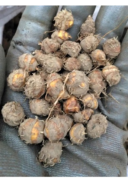 5 Adet Salep Yumrusu Yeni Mahsul Çimlenme Garantili..dikilmeye Hazır... modelleri