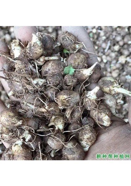 5 Adet Salep Yumrusu Yeni Mahsul Çimlenme Garantili..dikilmeye Hazır... fırsatları