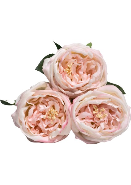 Toz Pembe 3'lü Islak Şakayık fiyatları