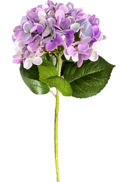 Lila Ithal Ortanca fiyatları