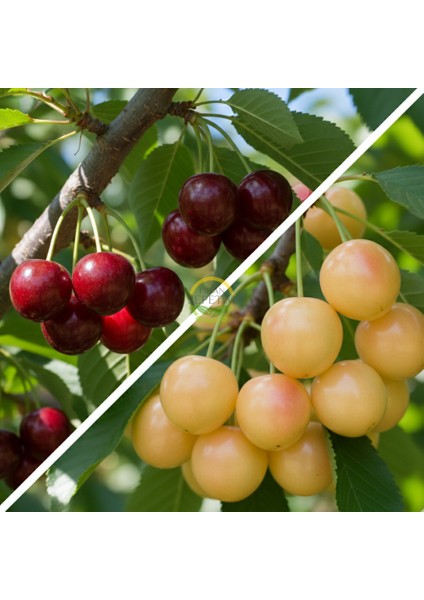 3 Yaş Aşılı Napolyon ve Starksgold Kiraz Fidanı Paketi - Hobi Bah