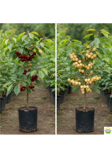 3 Yaş Aşılı Napolyon ve Starksgold Kiraz Fidanı Paketi - Hobi Bah fiyatları