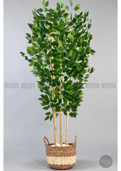 Yapay Benjamin Ağacı 170CM Krem Hasır Saksıda