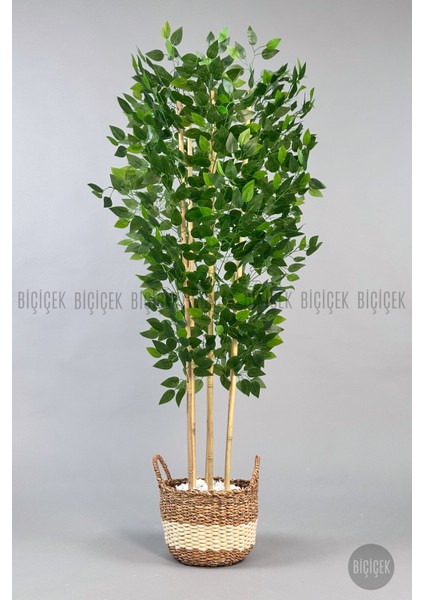 Yapay Benjamin Ağacı 170CM Krem Hasır Saksıda fiyatları
