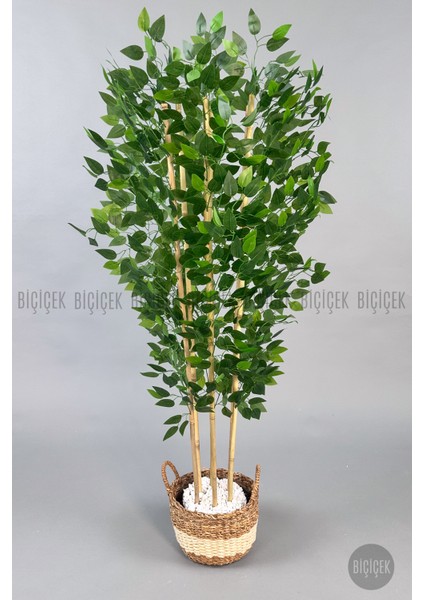 Yapay Benjamin Ağacı 170CM Krem Hasır Saksıda modelleri