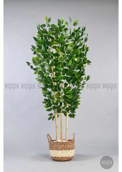 Yapay Benjamin Ağacı 170CM Krem Hasır Saksıda indirimleri