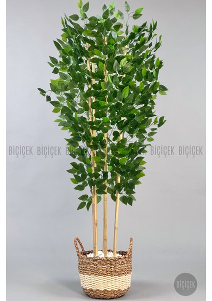 Yapay Benjamin Ağacı 170CM Krem Hasır Saksıda