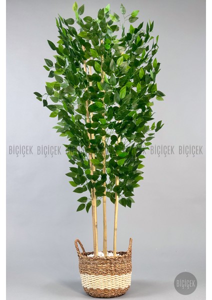 Yapay Benjamin Ağacı 170CM Krem Hasır Saksıda
